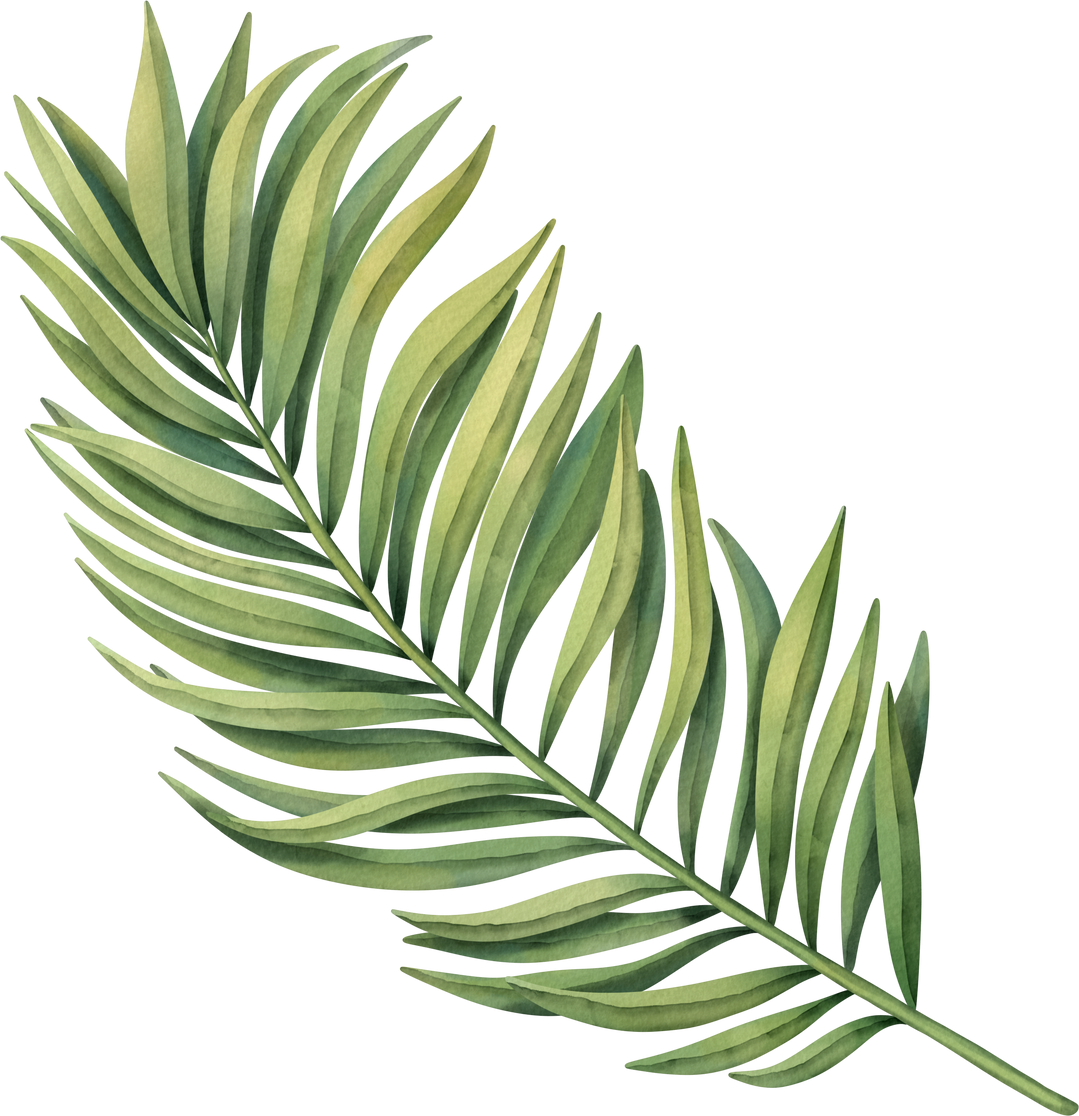 Green tropical palm leaf. Tropical plant.